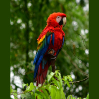 Guacamaya bandera (Ara macao)