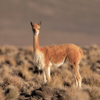 The industry that saved an animal from extinction