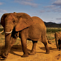 BBC World Service: two-way on elephant conservation  honey