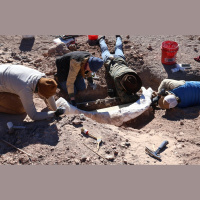 Mammoth Find: A Tusk Discovery Points to Big Bend’s Rich Ice Age Past