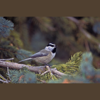 Hearing Songbird Culture in Mountain Chickadee “Dialects”