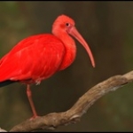 Episode 1 Scarlet Ibis
