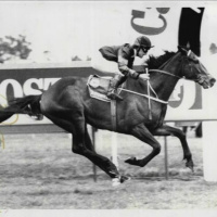 1986 Caulfield Cup morning - Punter to Punter