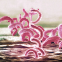 Episode 27: How are babies getting syphilis?