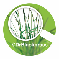 Sow then spray - the critical operations for blackgrass control