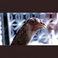 Avsnitt 114 - Chappie och Guds Stad