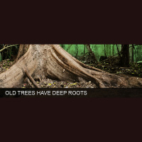 Podcast 34 – The Third Constant of Change – Old Trees Have Deep Roots