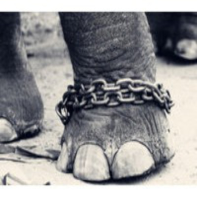 Podcast Ingresos Hoy En Día - Paloma Reino