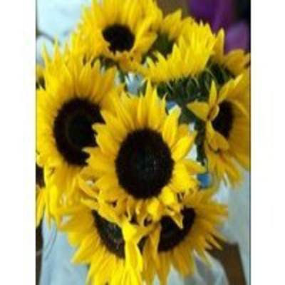 Podcast Ingresos Hoy En Día - Paloma Reino