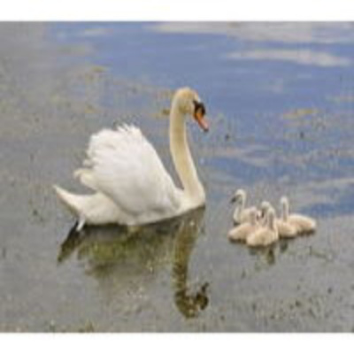 Podcast Ingresos Hoy En Día - Paloma Reino