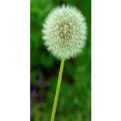 Podcast Ingresos Hoy En Día - Paloma Reino