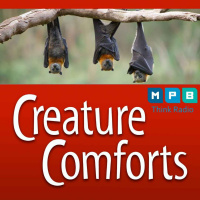 Creature Comforts | Bats