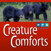 Creature Comforts | Black Bear Updates