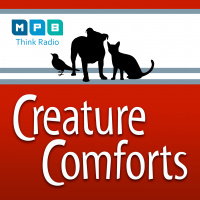 Creature Comforts | Pet Day - November 2022