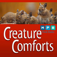 Creature Comforts | Pest Problems