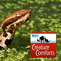 Creature Comforts | Snake Talk w/ Terry Vandeventer
