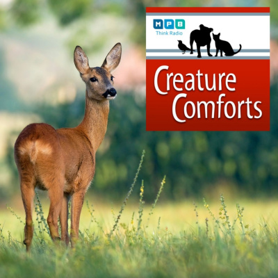 Creature Comforts