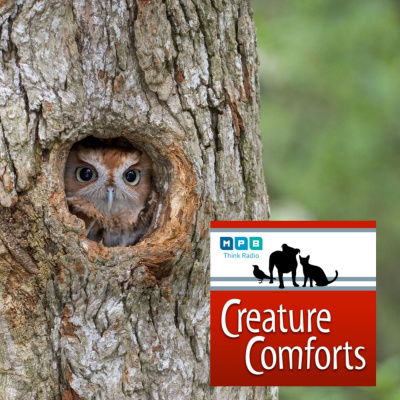 Creature Comforts
