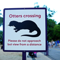 Curious stories of coexistence