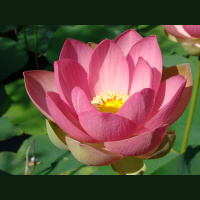 Together We Are One: A Dharma Talk by Thich Nhat Hanh at Deer Park Monastery