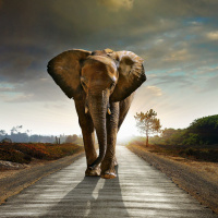 Kui(India) Language - The Two Roads.mp3