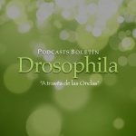 Podcast Boletin Drosophila