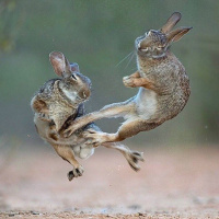 Kung Fu Bunny Engines