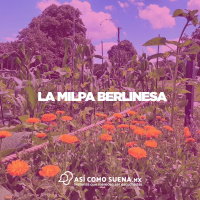 La milpa berlinesa