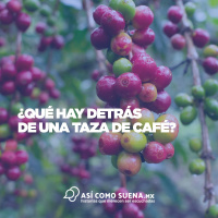 ¿Qué hay detrás de una taza de café?