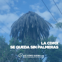 La CDMX se queda sin palmeras