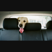 Mascotas + segmentos + motores diesel