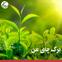 برگ چای من