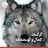 گرگ‌ها، کمال و گوسفند‌ها