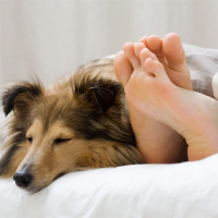 Sharing Beds With Pets? We Are All In This Together, Suzanna Sheed