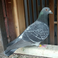 The Name Of Our Pigeon Has Been Revealed