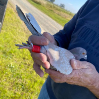 The GV’S Pigeon ‘The Red Karen’ Successfully Delivered A Message