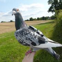 Are Homing Pigeons A Thing In 2020?