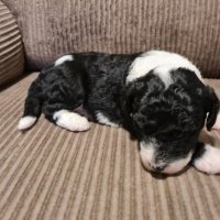 Herbie Is In Love!!! Boss Leroy Has Given The GV Naming Rights Of His Puppy...