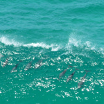 News English Lessons