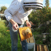 Dance of The Bee - QA