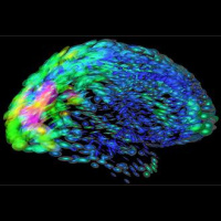 “Crowdsourcing a Neuroscience Revolution” — Podcast 10: Sebastian Seung