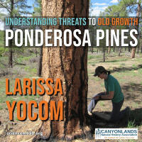 Understanding Threats to Old Growth Ponderosa Pines