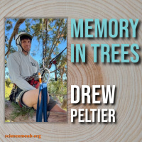 Memory In Trees