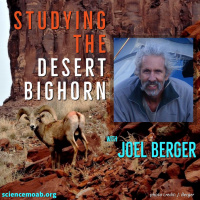 Studying the Desert Bighorn