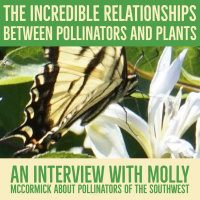 The incredible relationships between pollinators and plants