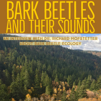Bark beetles and their sound