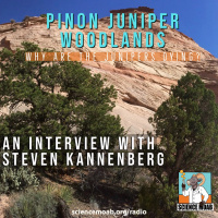 Why are the Junipers Dying?