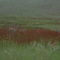 How grazing and foraging animals influence the desert