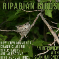 Riparian Birds