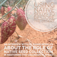 Using native seeds to restore the desert
